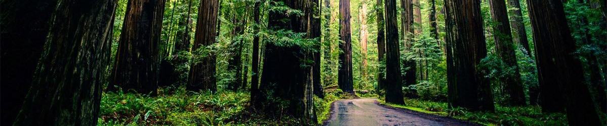 Muir Woods Tours