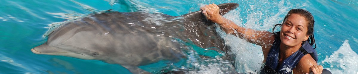 Dolphin Encounters Hawaii