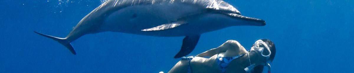 Hawaii Snorkel Cruises