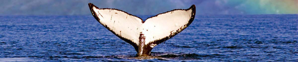 Hawaii Whale Watching Tours
