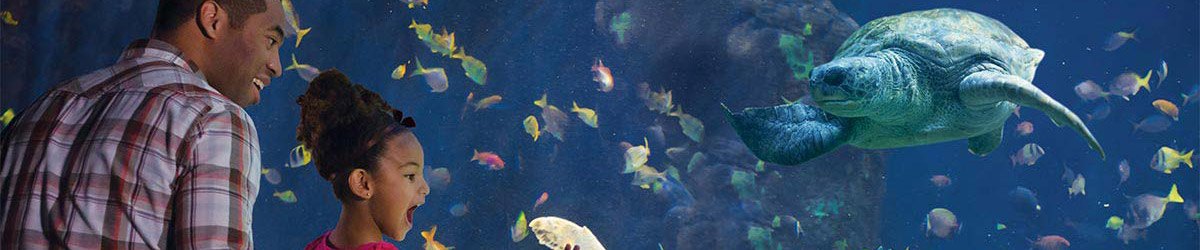 Hotels near SeaWorld San Diego
