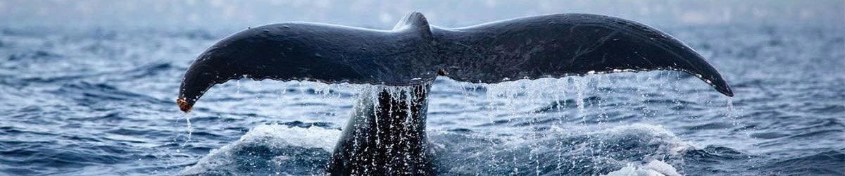 Maui Whale Watching