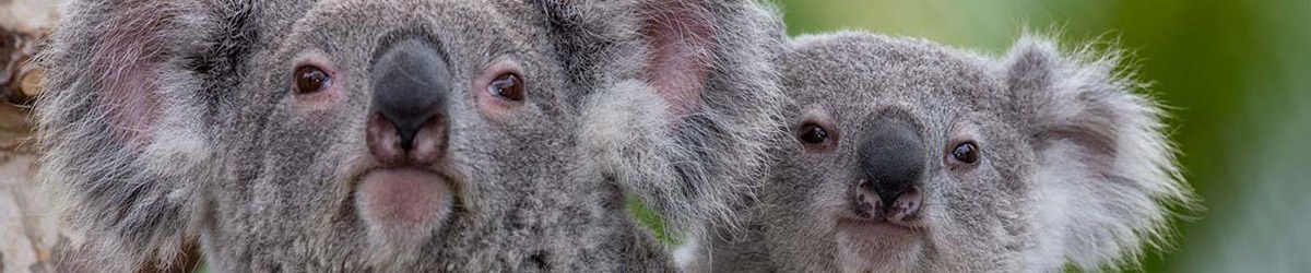 San Diego Zoo Vacation Packages