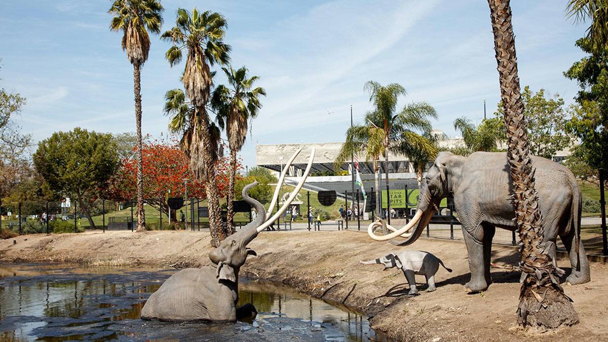 ground view of water and building at The La Brea Tar Pits and Museum in Los Angeles, California, USA