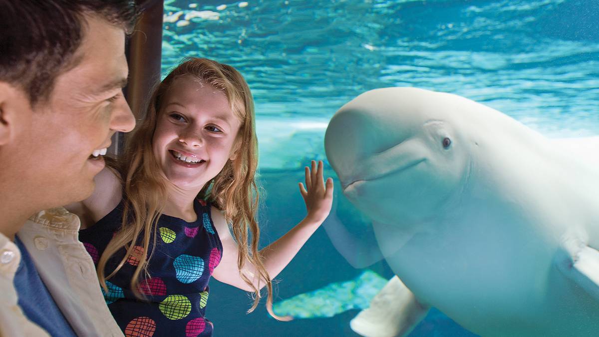 Father and Daughter close to a Beluga Whale at SeaWorld Orlando - Orlando, Florida, USA
