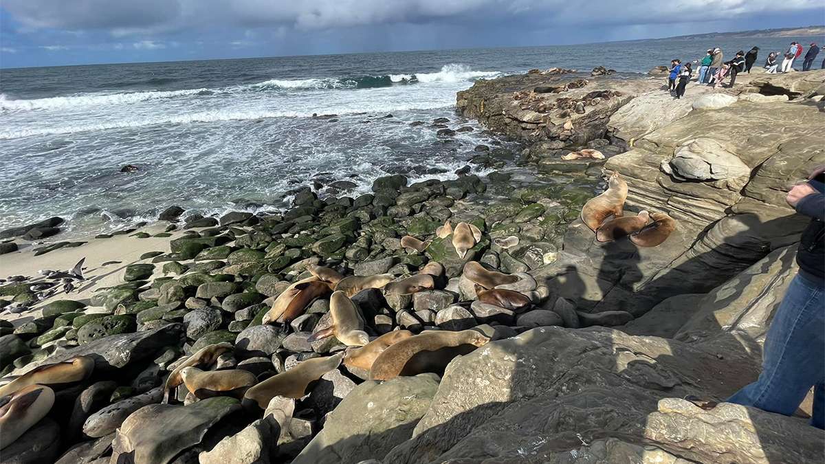 View seals in their natural environment at La Jolla Cove in San Diego, California, USA