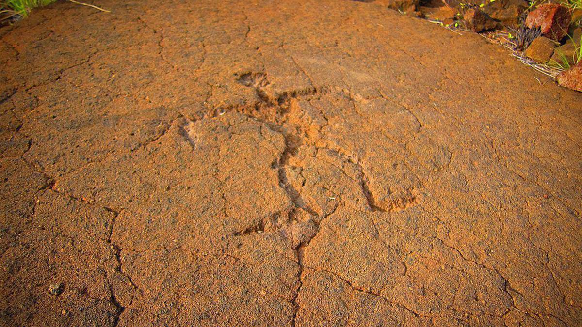 close up of a Puakō Petroglyph on Kailua Kona, Hawaii, USA