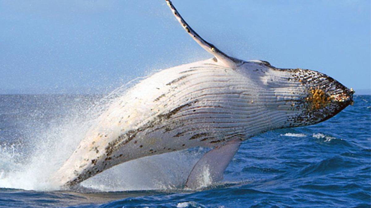Whale Leaping in Ocean