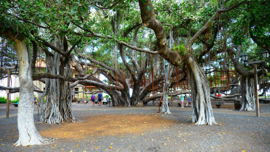 couple walking under the banyan tree in lahaina in hawaii