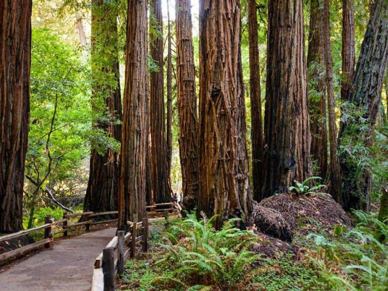 Tours to Muir Woods: Which is the Best?