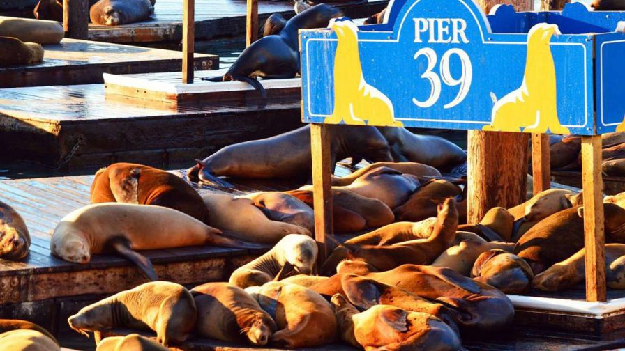 sea lions laying on pier 39 at sunset in san francisco california