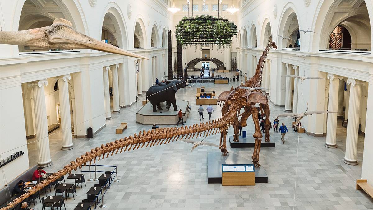 High up photo of a large dinosaur skeleton on exhibit along with other bones and an elephant in the Chicago Field museum in Chicago, Illinois