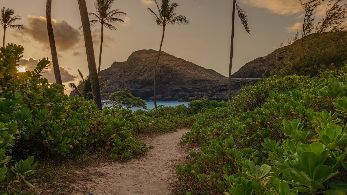 A sandy trail through some palm trees with a mountain in the background at sunset with clouds in the sky in Oahu, Hawaii
