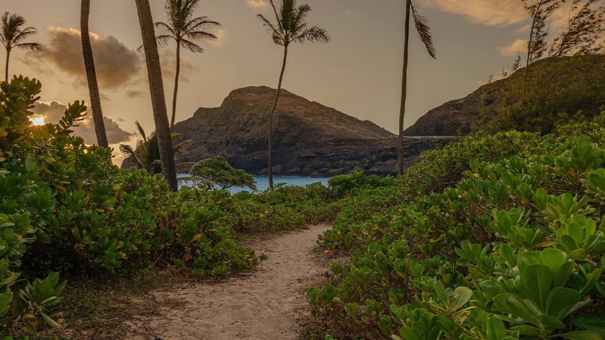 A sandy trail through some palm trees with a mountain in the background at sunset with clouds in the sky in Oahu, Hawaii