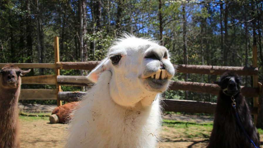 Close up photo of a llama smiling with other llamas in the background as park of the Smoky Mountains llama Trek in Gatlinburg, Tennessee, USA