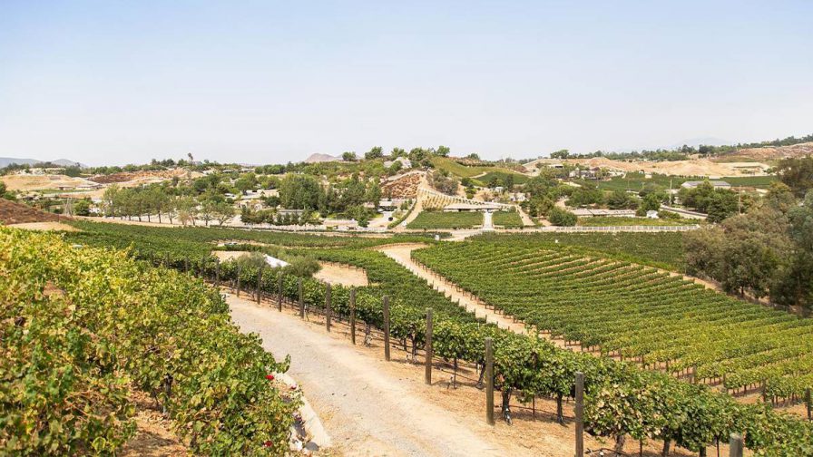 Wide shot overlooking endless rows of grapes with building in the far distance on the Temecula Wine & Vine Tour in San Diego, California, USA