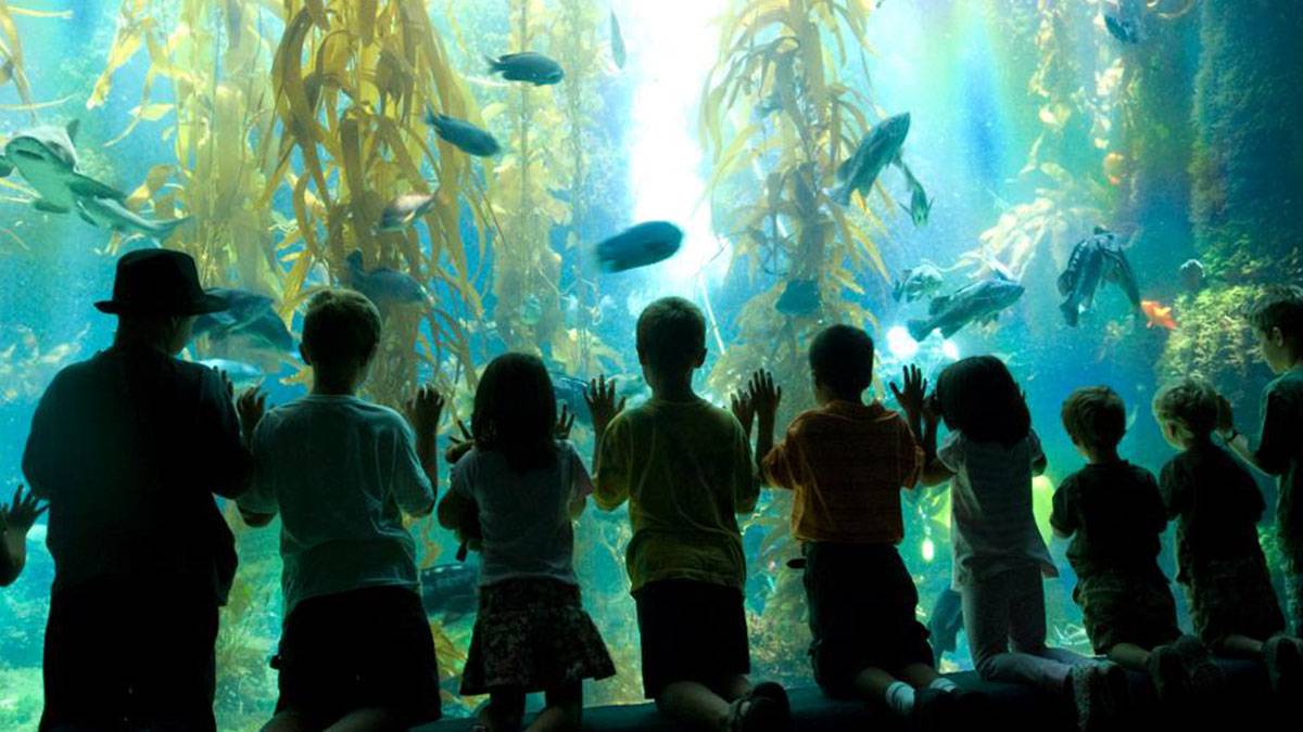 children lined up along aquarium looking at fish at Birch Aquarium at Scripps Institution of Oceanography in San Diego, California, USA