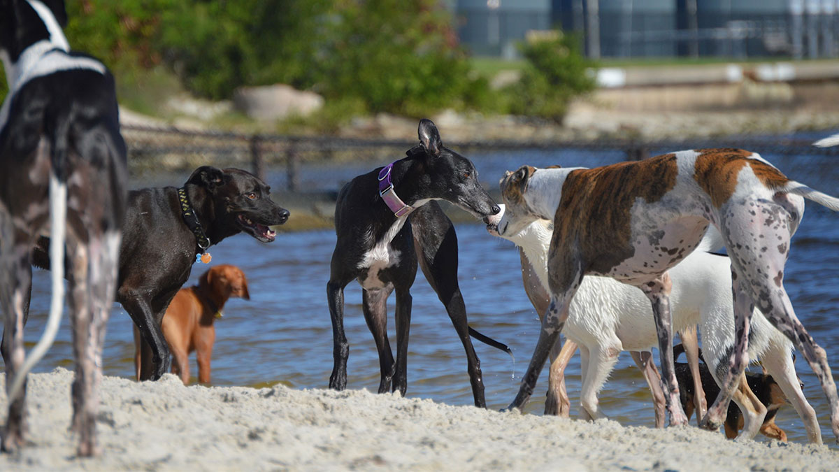 group of dogs playing on the shore on a sunny day with water in background and trees in distance at David Island Dog Beach in Tampa Bay, Florida, USA