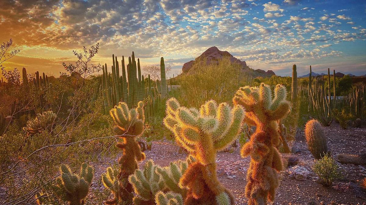 cacti and plants in the desert with mountains in background at sunset with clouds at Desert Botanical Garden in Phoenix, Arizona, USA