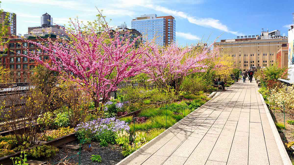 people strolling the path of High Line Park with pink flowers and plants along the path and buildings in the background