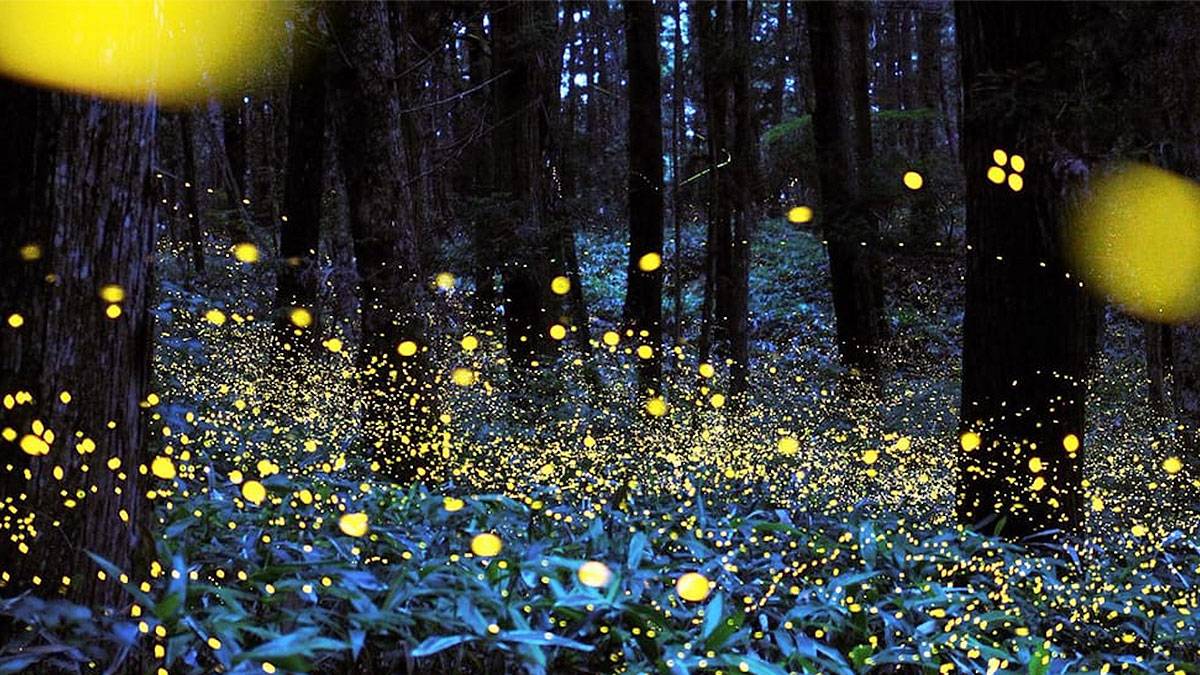 Synchronous Fireflies at the Great Smoky Mountains National Park