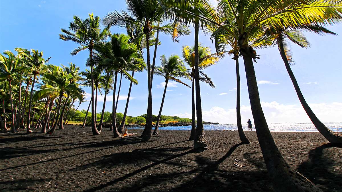 Wide shot of Punalu’u Black Sand Beach with lots of palm trees and the ocean in the background on the Big Island, Hawaii, USA