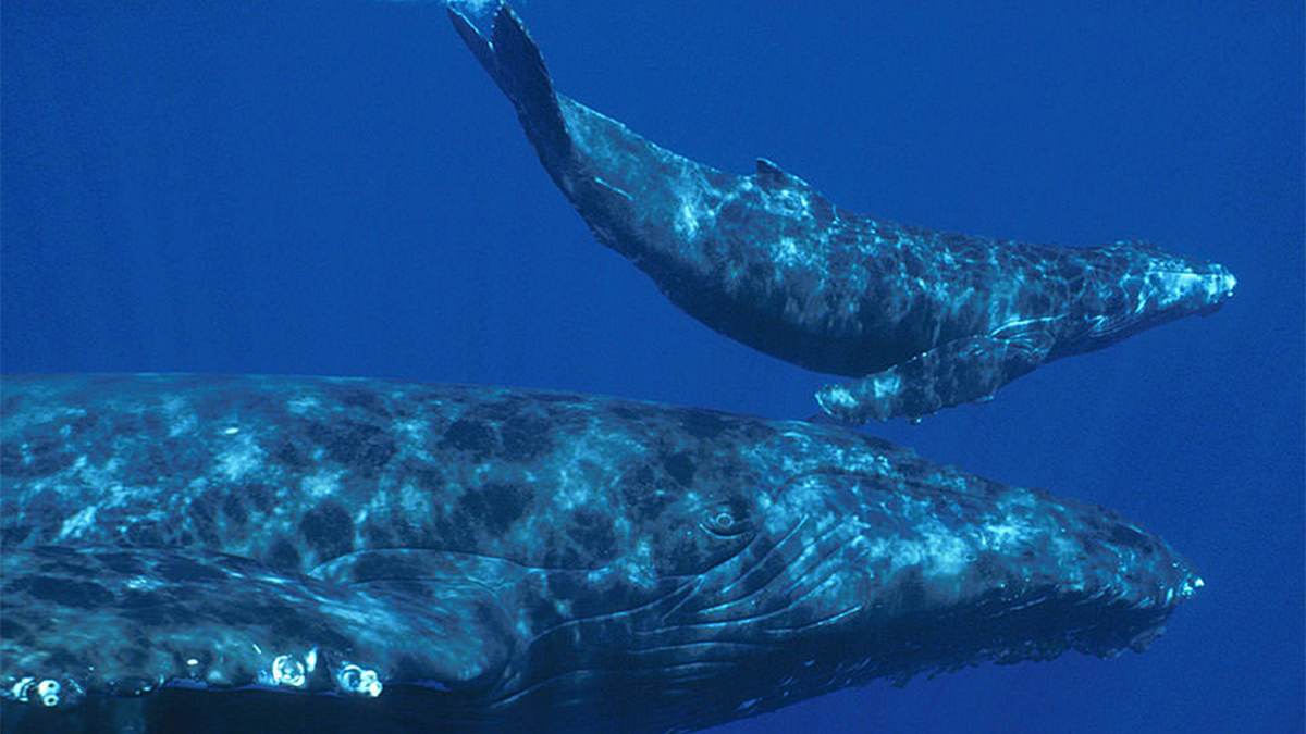Close up of a whale and he calf swimming through the water at the Hawaiian Islands Humpback Whale National Marine Sanctuary near Oahu, Hawaii, USA