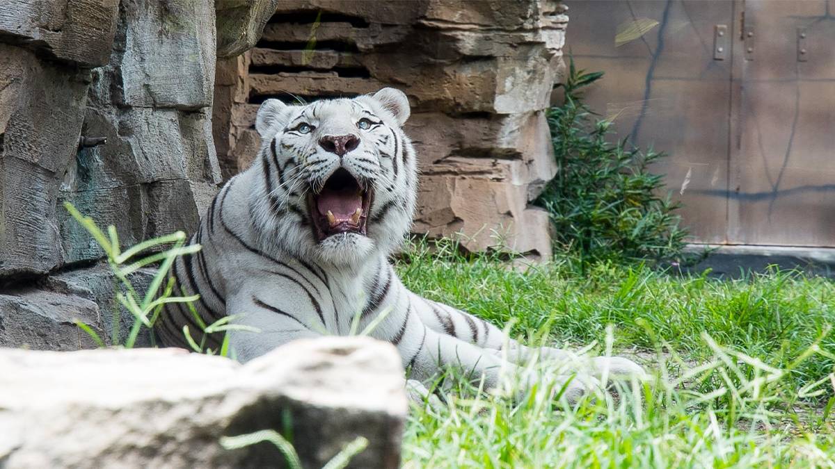 Close up of a white tiger with its mouth open and it has large blue eyes with rocks behind it and it is laying on bright green grass at Busch Gardens Tampa in Tampa, Florida, USA