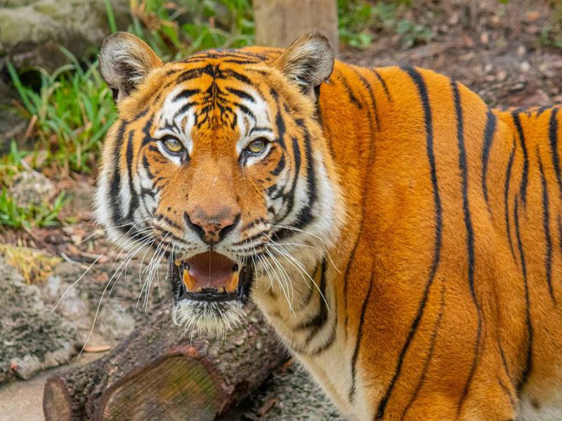Ultimate Guide to ZooTampa at Lowry Park: Coupons, Discounts, and Deals